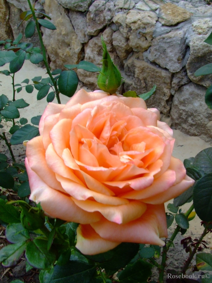 Роза Эльдорадо Фото