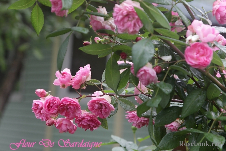 Fleur de Sardaigne