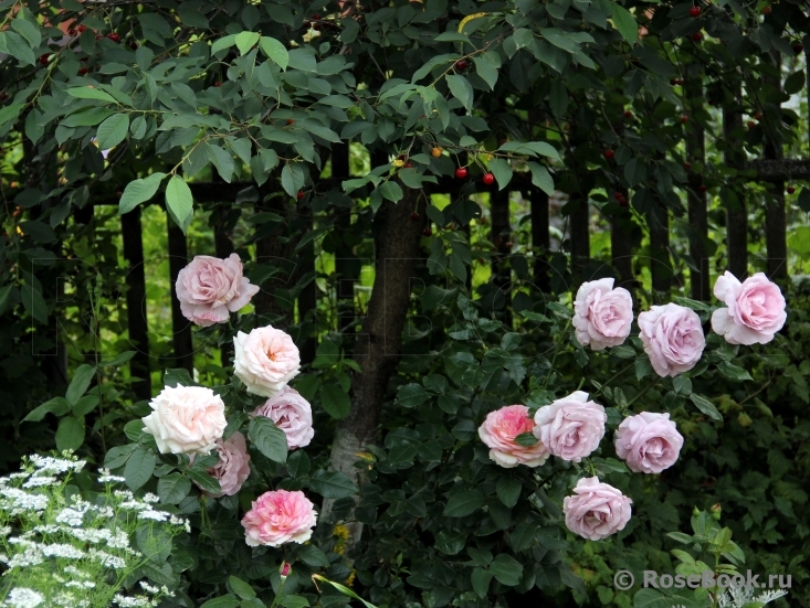 La Rose du Petit Prince