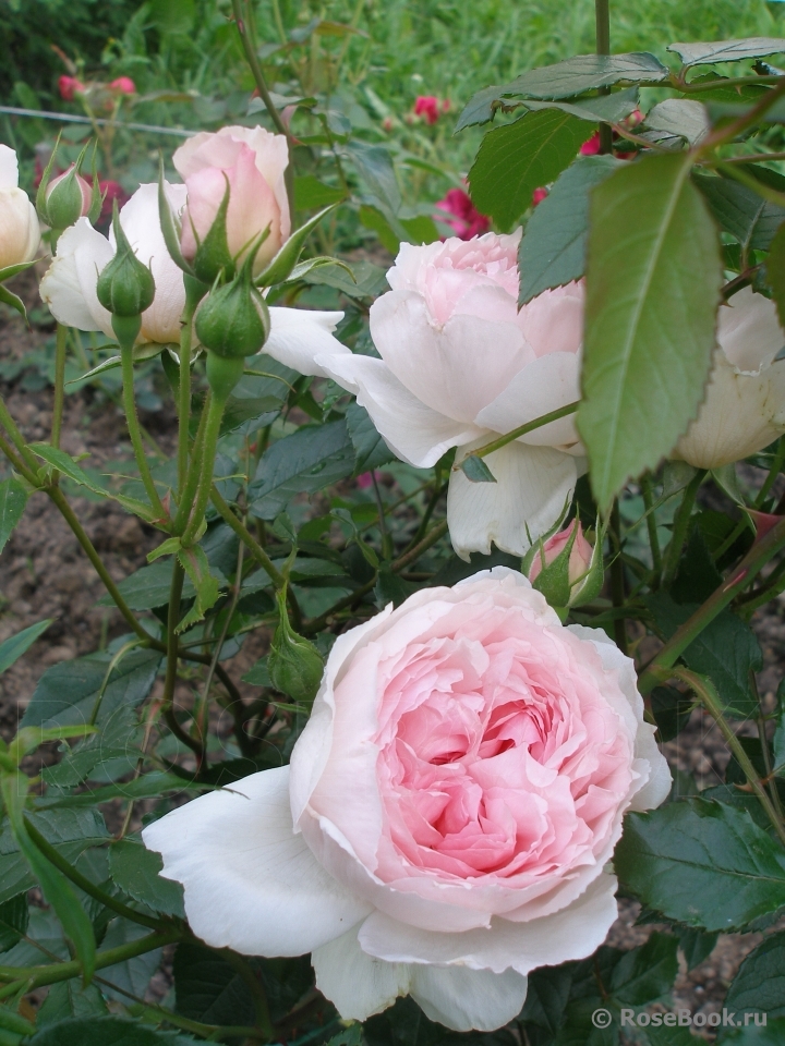 The Wedgwood Rose