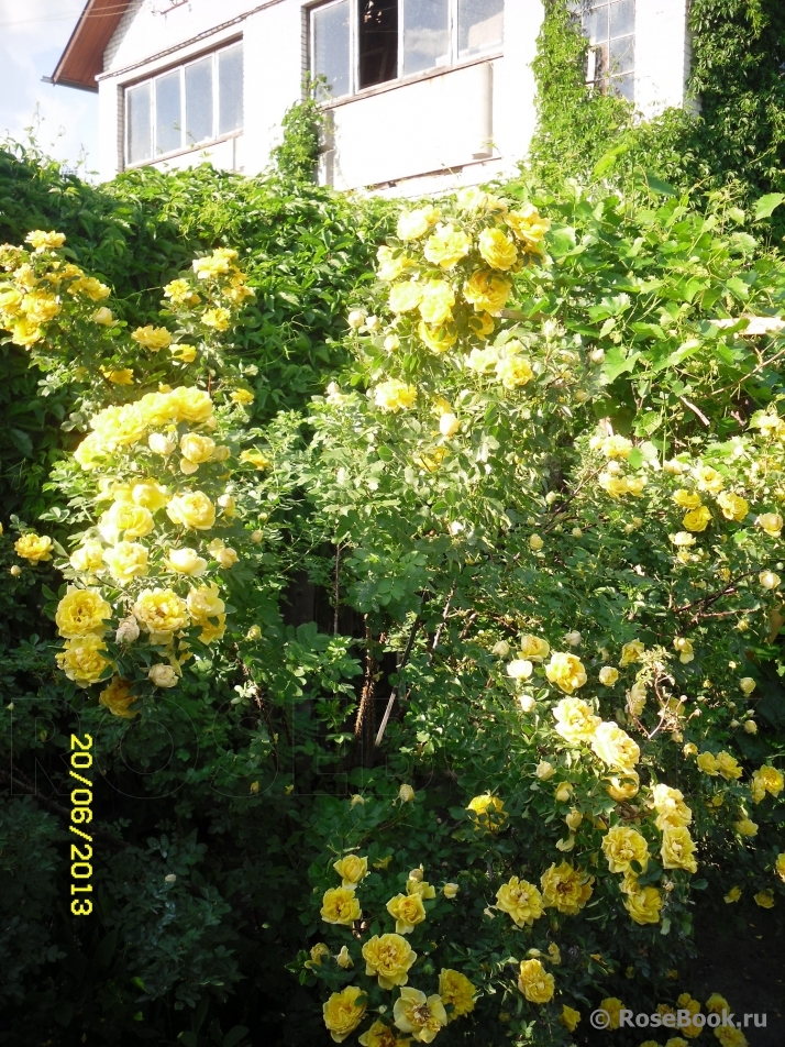 Persian Yellow