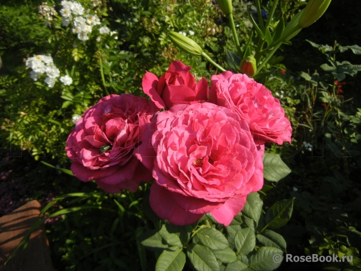 Johann Wolfgang von Goethe Rose®