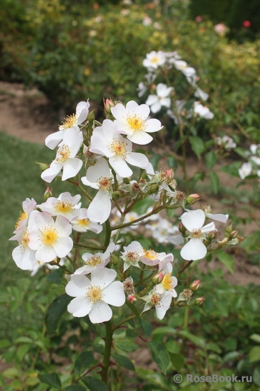 White Fleurette