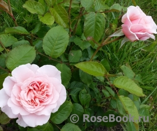 Rose de Tolbiac ® Rose de Tolbiac ®