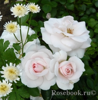 Aspirin Rose Aspirin Rose