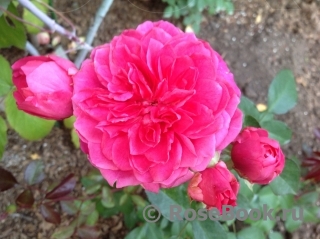 Ivor's Rose