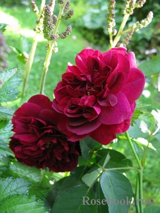 Darcey Bussell Darcey Bussell