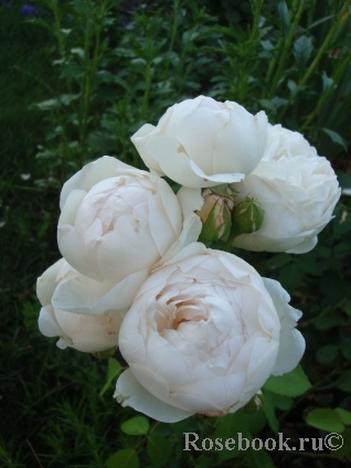 Glamis Castle® Glamis Castle®