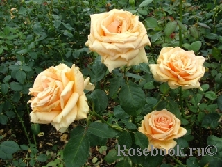 Royal Parks Royal Parks