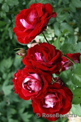 роза аллилуйя фото