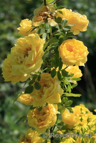 Persian Yellow