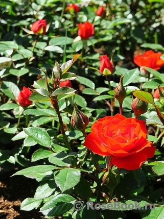 Orange Meillandina (-) Orange Meillandina (-)
