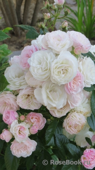Bouquet Parfait Bouquet Parfait