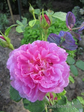 Princess Anne Princess Anne