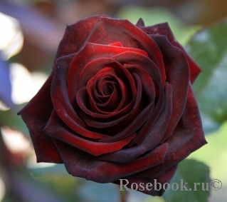 http://www.rosebook.ru/components/roses/images/pictures/medium/22267.jpg