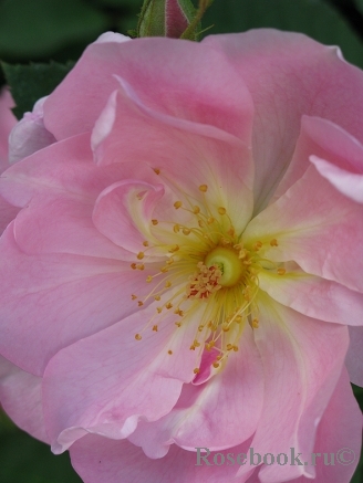 The Lady's Blush The Lady's Blush