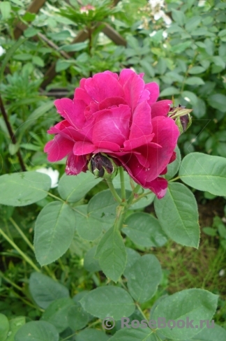 Rose du Roi à Fleurs Pourpres Rose du Roi à Fleurs Pourpres