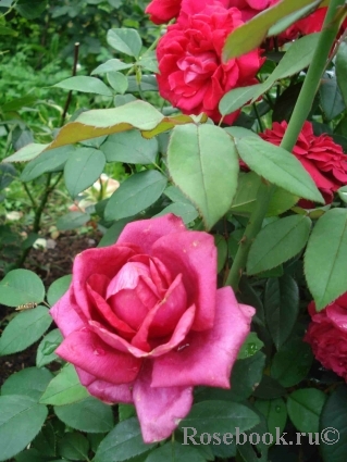 Rosier Rose Lalande de Pomerol ®