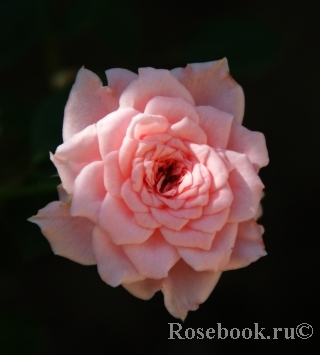 Pink bush baby