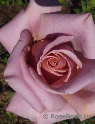 Simply Gorgeous Simply Gorgeous