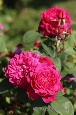 Sophy’s Rose Sophy’s Rose