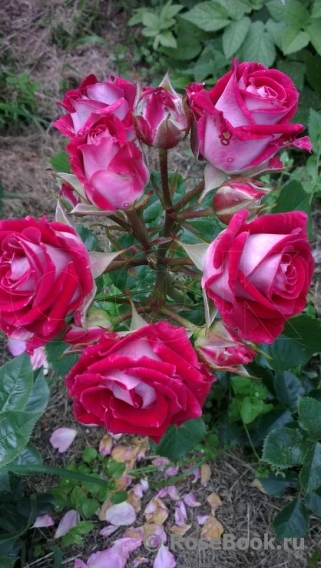 Розы Звезды Фото