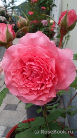 Rose Corona