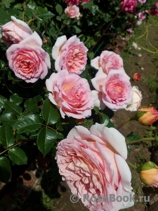 Abraham Darby