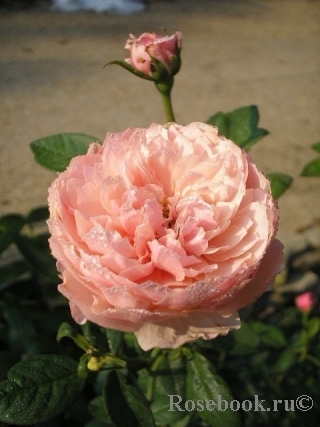 The Alnwick Rose