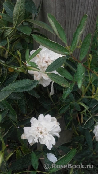 Rosa cannabifolia