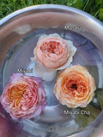Miyabi Cha