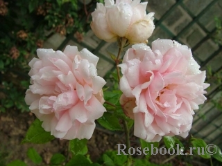 Albertine