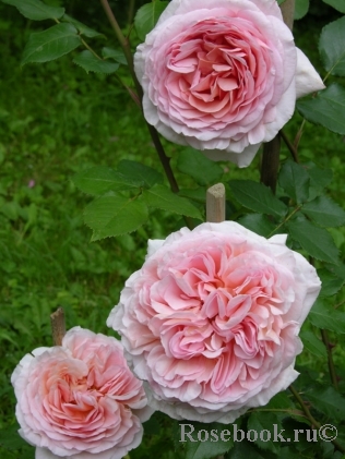 Abraham Darby Abraham Darby