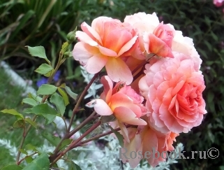 Rose de Gerberoy ® Rose de Gerberoy ®