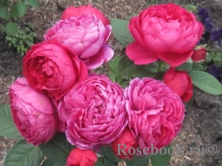Ascot Ascot
