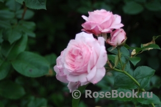Rossetti Rose