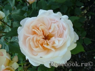 http://www.rosebook.ru/components/roses/images/pictures/medium/866.jpg