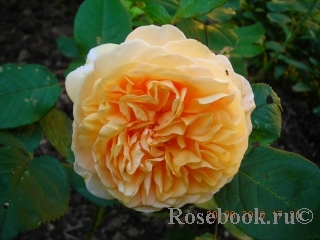 Crown Princess Margaretha® Crown Princess Margaretha®