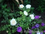 Crocus Rose® Crocus Rose®