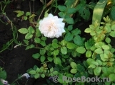 Crocus Rose® Crocus Rose®