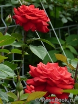 Grande Amore Grande Amore