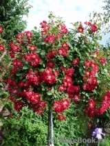 Rouge Meillandecor Rouge Meillandecor