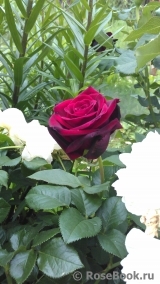 Mildred Scheel Mildred Scheel