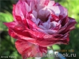 Arrow Folies ® Arrow Folies ®