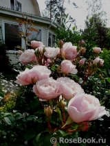 Generous Gardener, The Generous Gardener, The