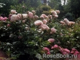 Generous Gardener, The Generous Gardener, The
