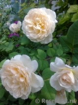 Crocus Rose® Crocus Rose®
