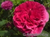 Falstaff® Falstaff®