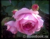Rosenfee Rosenfee