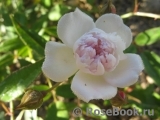 Rose anemoneflora
